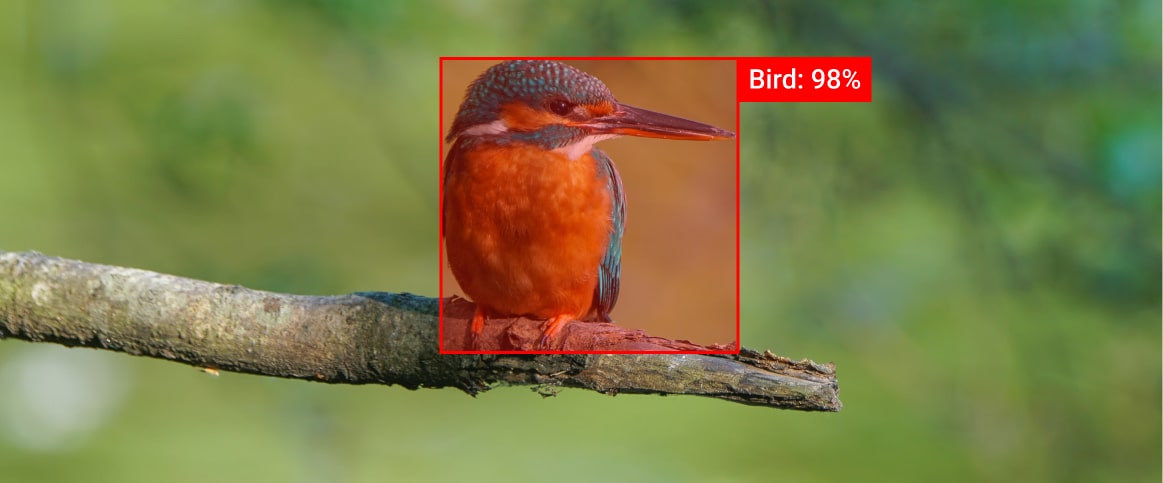An example of object detection depicted as a bird in a rectangle annotation